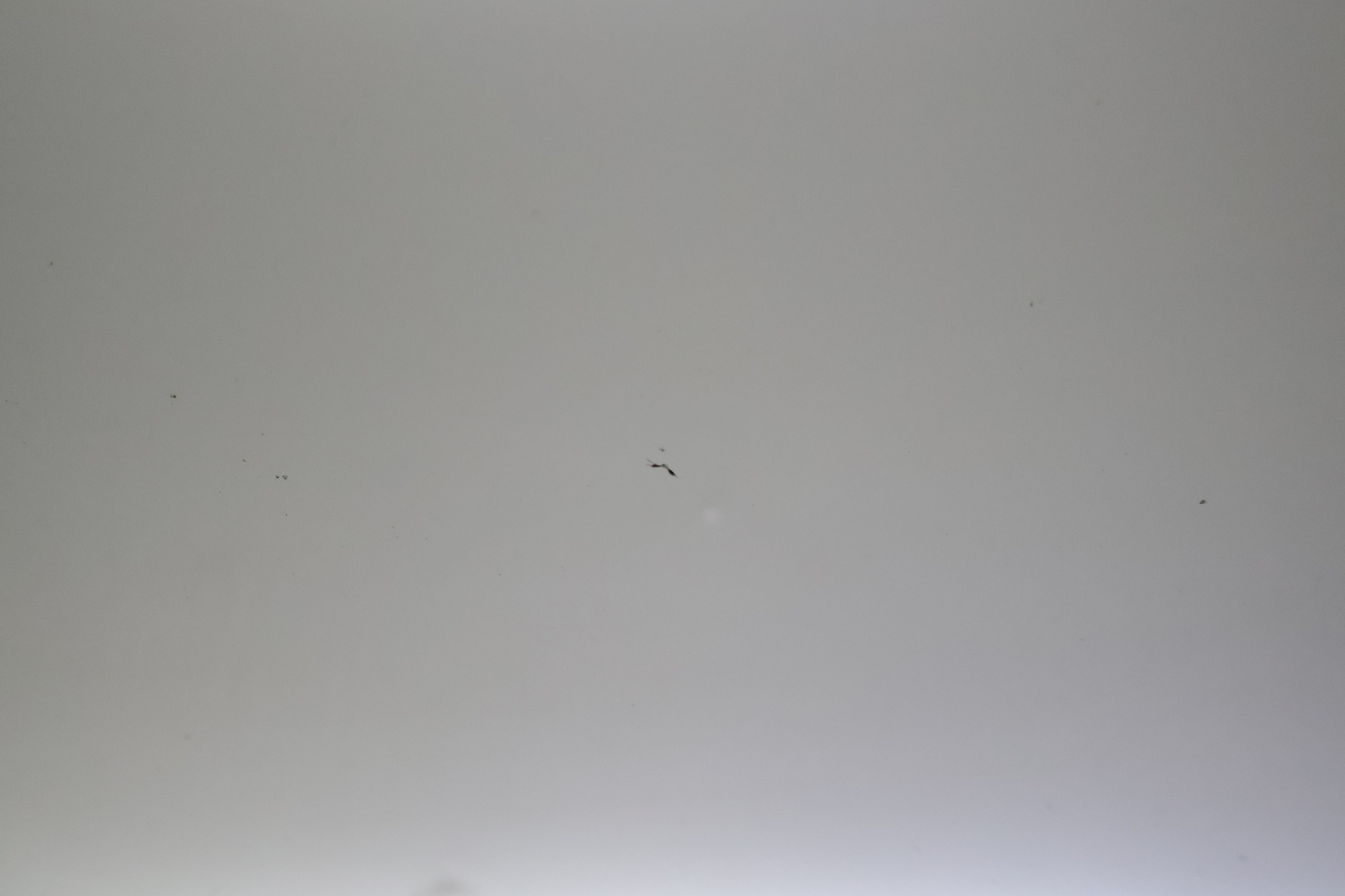 VOLKSWAGEN Scirocco 2009